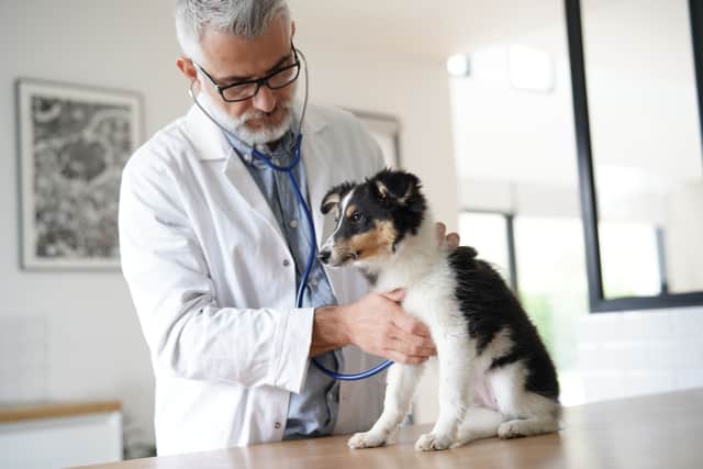Nottingham was ranked first for its veterinary services. (Photo Credit: Adobe )