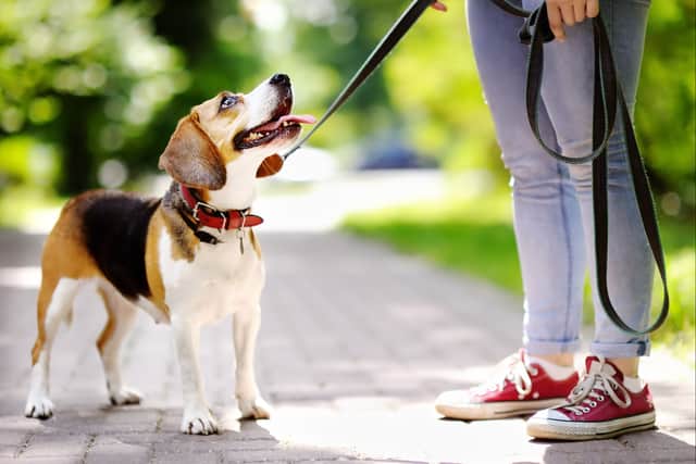 Local parks are essential for all dog owners with the regular trips out for exercise, or socialising with other local pups.