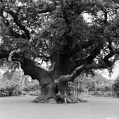 circa 1955:  Major Oak in Sherwood Forest near Edwinstone.  