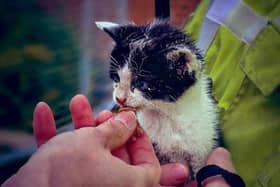 The stricken kitten is now being cared for by vets.