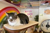 Nottingham’s Kitty Cafe is back open with plans to upgrade their location