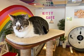 Nottingham’s Kitty Cafe is back open with plans to upgrade their location