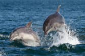 Popular online travel agency Thomas Cook has ended the sale of any holiday destinations with captive cetaceans. 