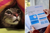 Don't be a scaredy cat, go as an electricity bill this Halloween