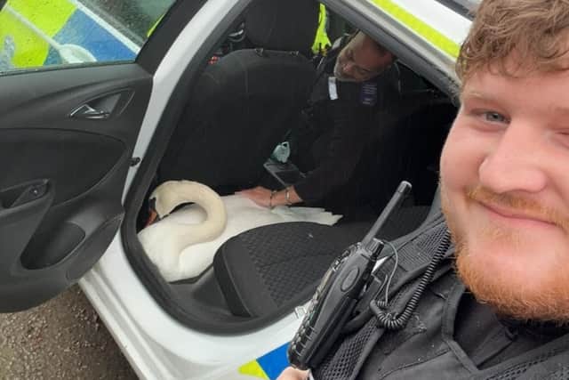 Officers returned the bird to a nature reserve nearby 