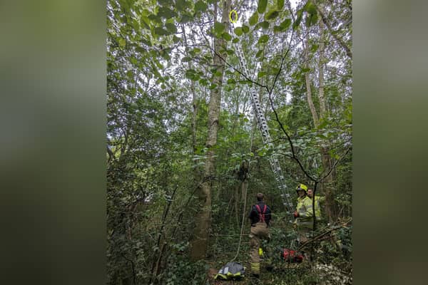 Bean the cat was rescued by firefighters are becoming stuck in a tall tree for three days. (Photo: RSPCA)
