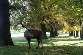 A stag at Wollaton Park 