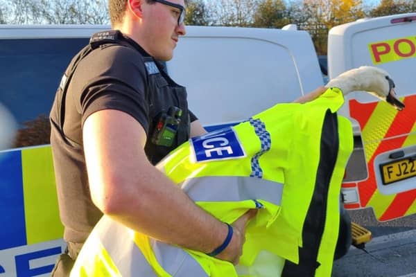 The swan was rescued by Nottinghamshire Police officers. (Photo: Nottinghamshire Police)