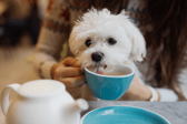 The pup café will take over Nottingham next week! 