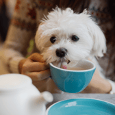 The pup café will take over Nottingham next week! 