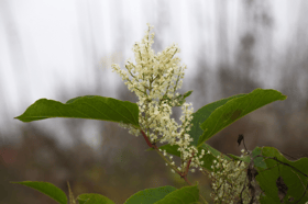 The invasive species can be identified by its creamy-white flower