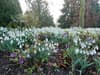 Historic Nottingham hall allows public access to huge snowdrop gardens for limited time