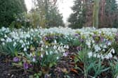 For a limited time you can see the glorious snowdrops at Holme Pierrepont Hall 
