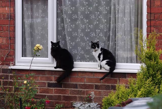 Two cats sitting on a windowsill on Manton Crescent, Nottingham.