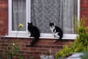 Two cats sitting on a windowsill on Manton Crescent, Nottingham.