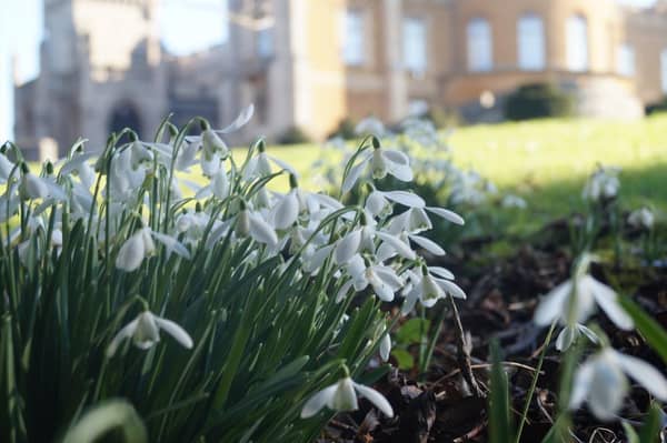 The snowdrop gardens at Belvoir Castle are now open