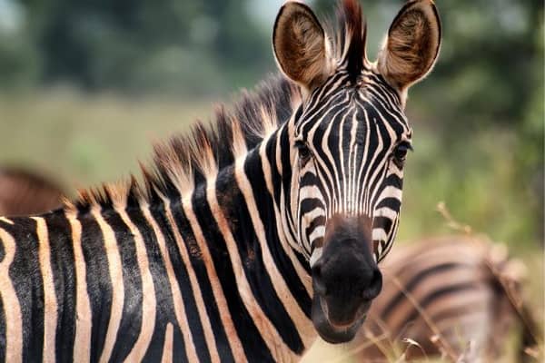There are dozens of wild animals - including a zebra - being kept as pets in Bassetlaw