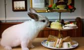 The White Rabbit teahouse is a great place to enjoy cream tea with friends or loved ones 