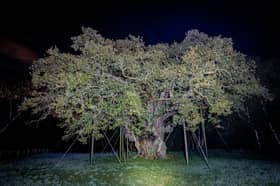 The ghost tours around Sherwood Forest will take in several paranormal hotspots, including the Major Oak