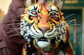 The detail on the tiger's face is phenomenal 