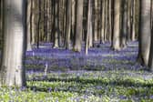 Clumber Park's Bluebell Wood is transformed during late spring 