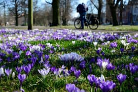The Nottingham crocus was introduced to the city in the 15th century