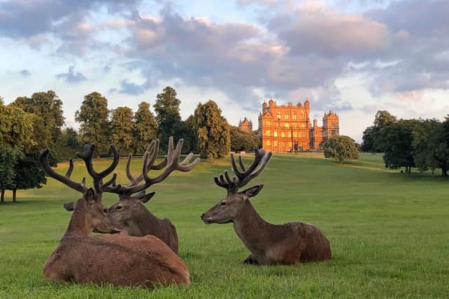 Wollaton Hall is a favourite with people living in and near Nottingham 